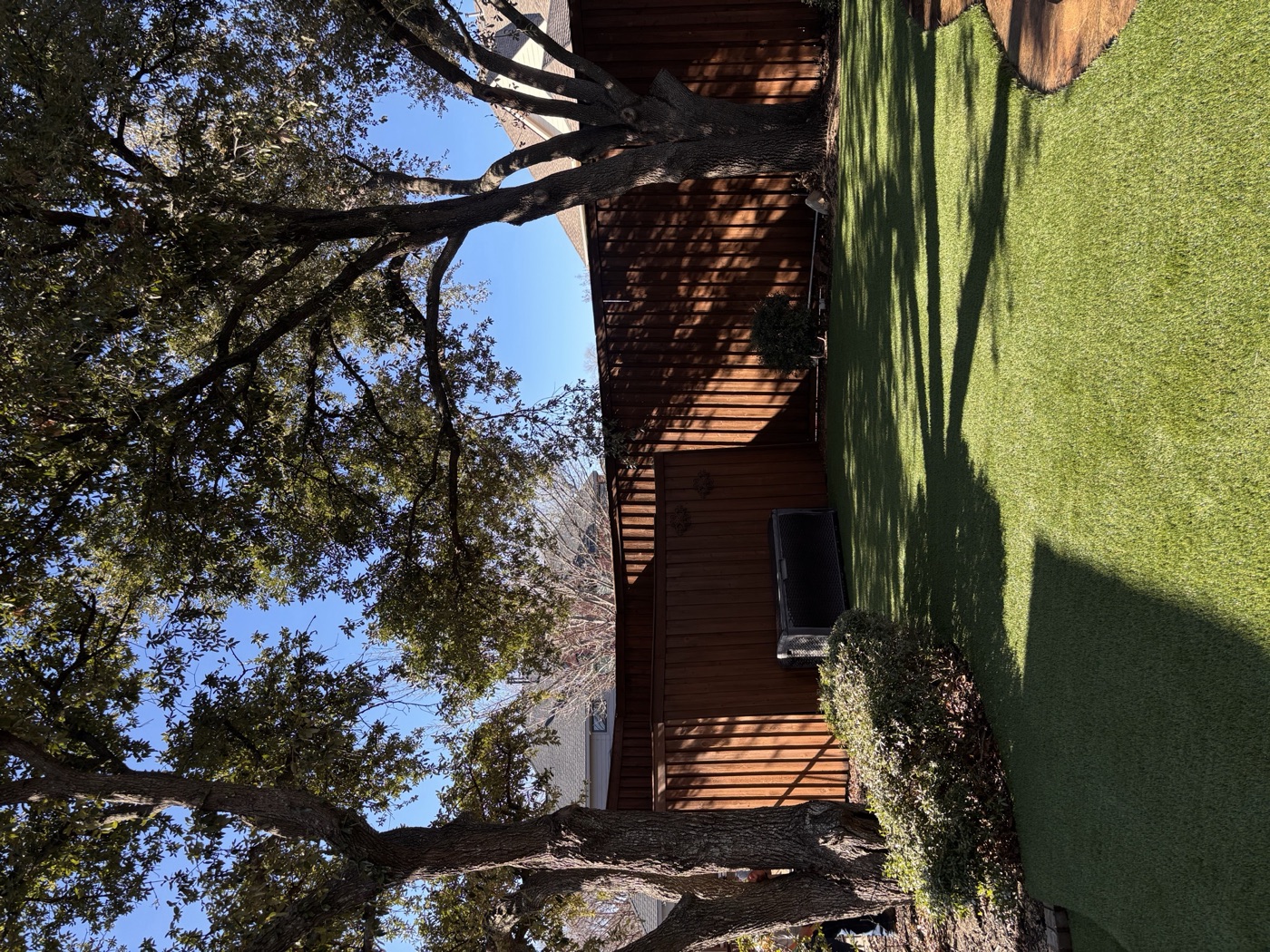 Turf lawn beneath a mature shade tree