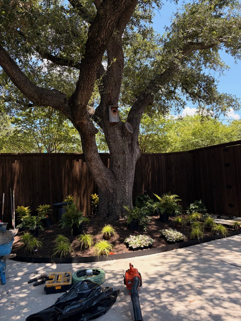 Tree & Shrub Care